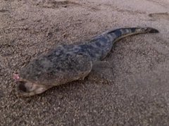 コチの釣果