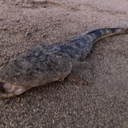 コチ