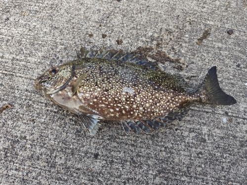 アイゴの釣果