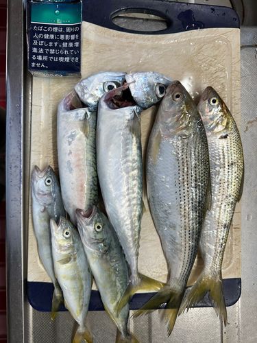 釣果