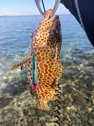 イシミーバイの釣果