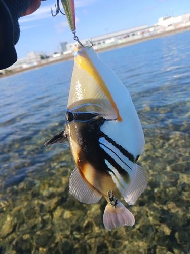 ムラサメモンガラの釣果