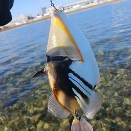 ムラサメモンガラ