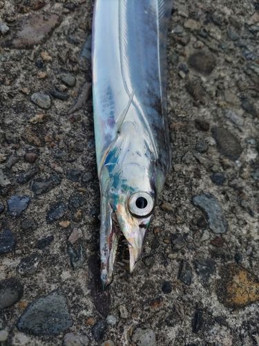 タチウオの釣果