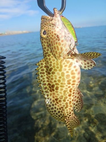 イシミーバイの釣果