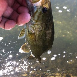 スモールマウスバス
