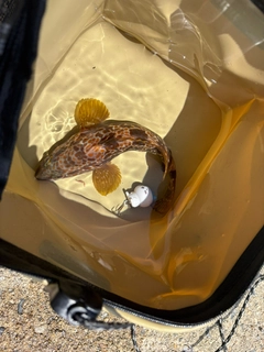 キジハタの釣果