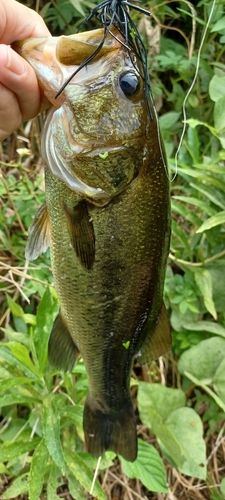 ブラックバスの釣果
