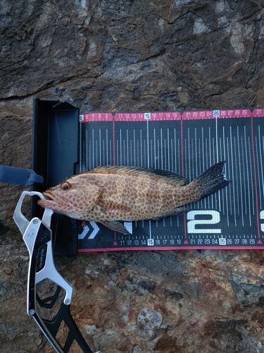 オオモンハタの釣果
