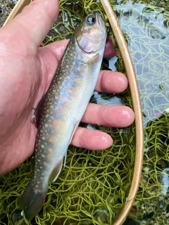イワナの釣果
