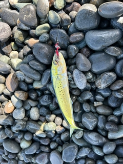 シイラの釣果