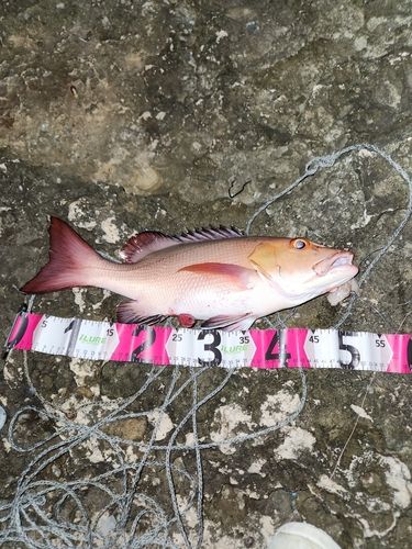 バラフエダイの釣果