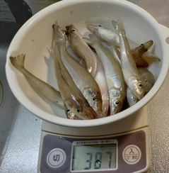 キスの釣果