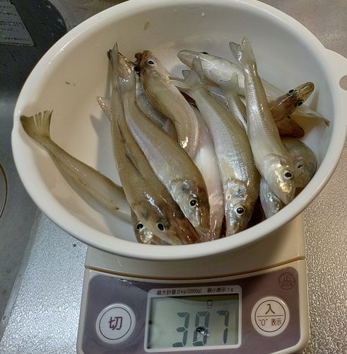 キスの釣果