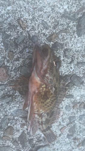 アラカブの釣果