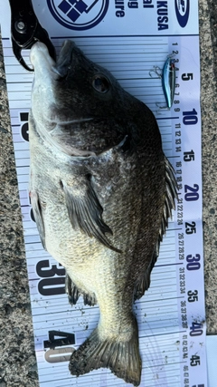 チヌの釣果