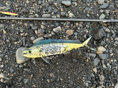 シイラの釣果