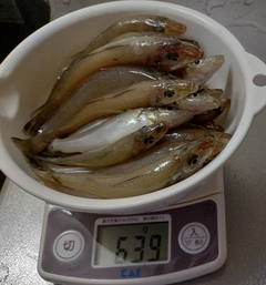 キスの釣果