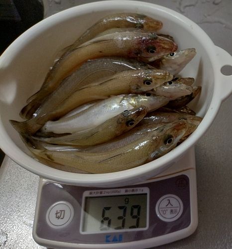 キスの釣果