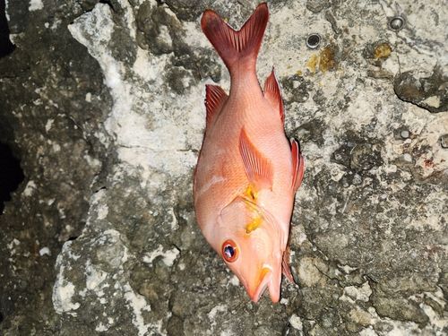 ヒメフエダイの釣果