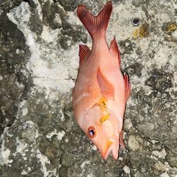 ヒメフエダイ