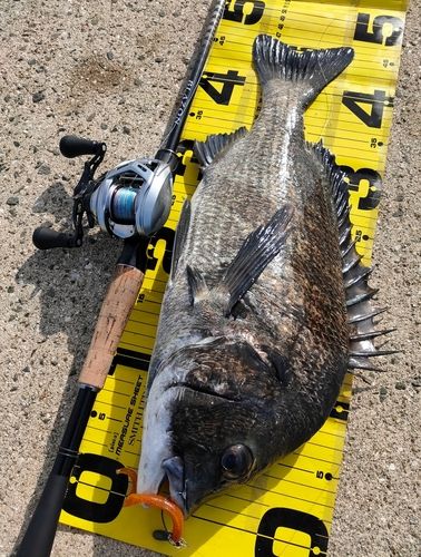 クロダイの釣果