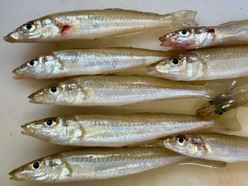 キスの釣果