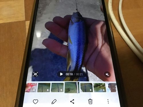 カワムツの釣果