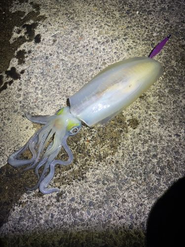 アオリイカの釣果