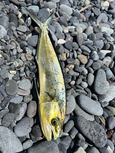 シイラの釣果