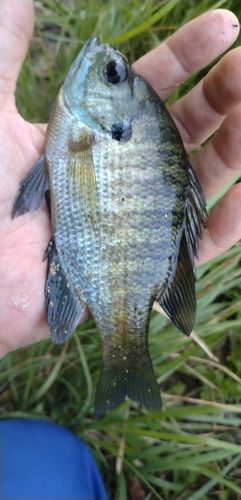 ブルーギルの釣果