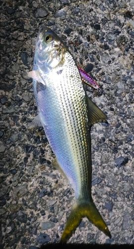 コノシロの釣果