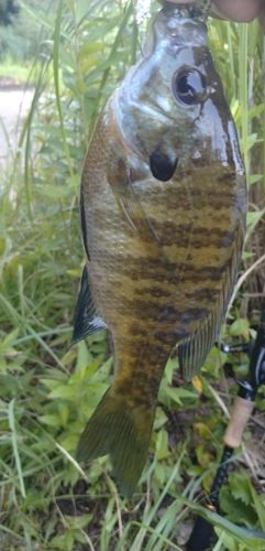 ブルーギルの釣果