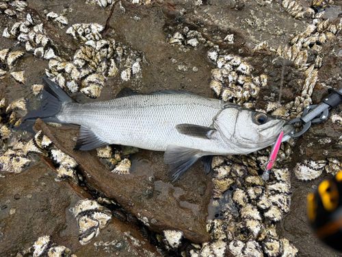 ヒラスズキの釣果