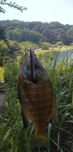 ブルーギルの釣果