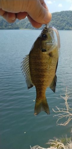 ブルーギルの釣果