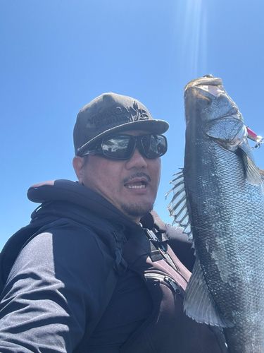 ヒラスズキの釣果