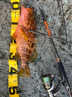 アコウの釣果