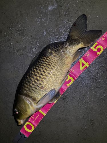 コイの釣果