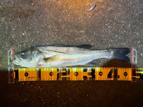 フッコ（マルスズキ）の釣果