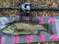 スモールマウスバスの釣果