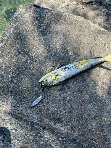 シイラの釣果