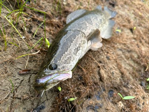 ライギョの釣果
