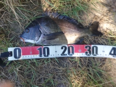 チヌの釣果