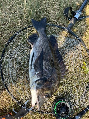チヌの釣果