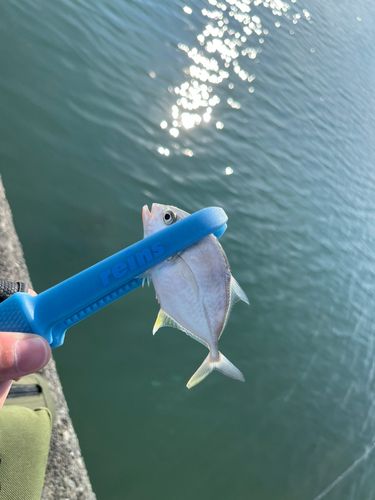 メッキの釣果