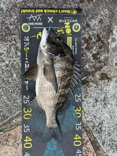 クロダイの釣果