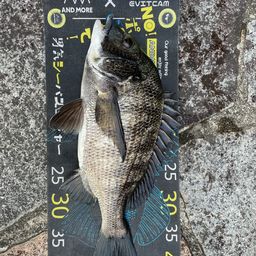 クロダイ