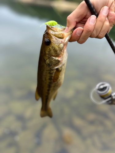 ラージマウスバスの釣果