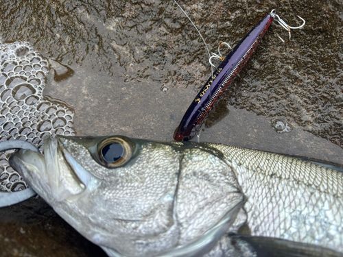ヒラスズキの釣果